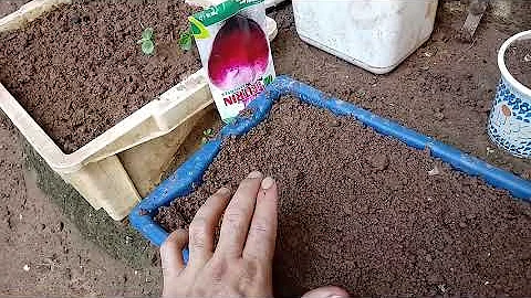 Qual é a lua boa para plantar beterraba?