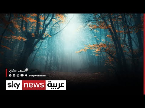 أكبر الغابات بالعالم بين سحر الطبيعة وتهديد البشر الاقتصاد