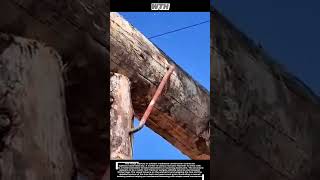 Smart Wooden Roof Frame Support Assembly Process | Traditional Roof Structure Technique