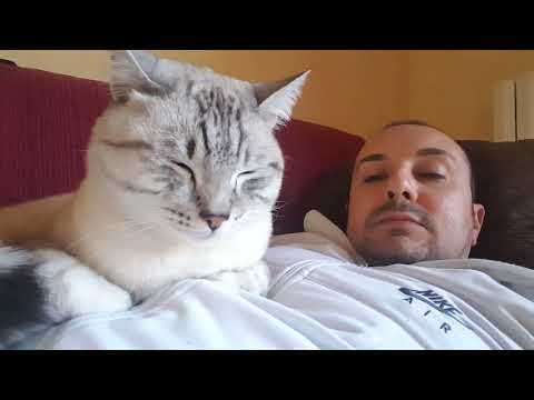 Dio ha creato il gatto per procurare all'uomo la gioia di accarezzare la tigre
