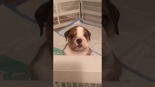 Puppy Hank #englishbulldog