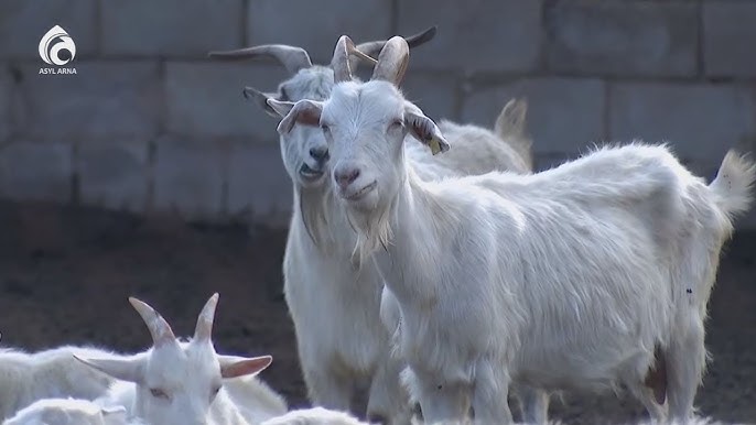 Кезеңдік порно онлайн көру