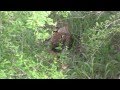 Leopard cub eating