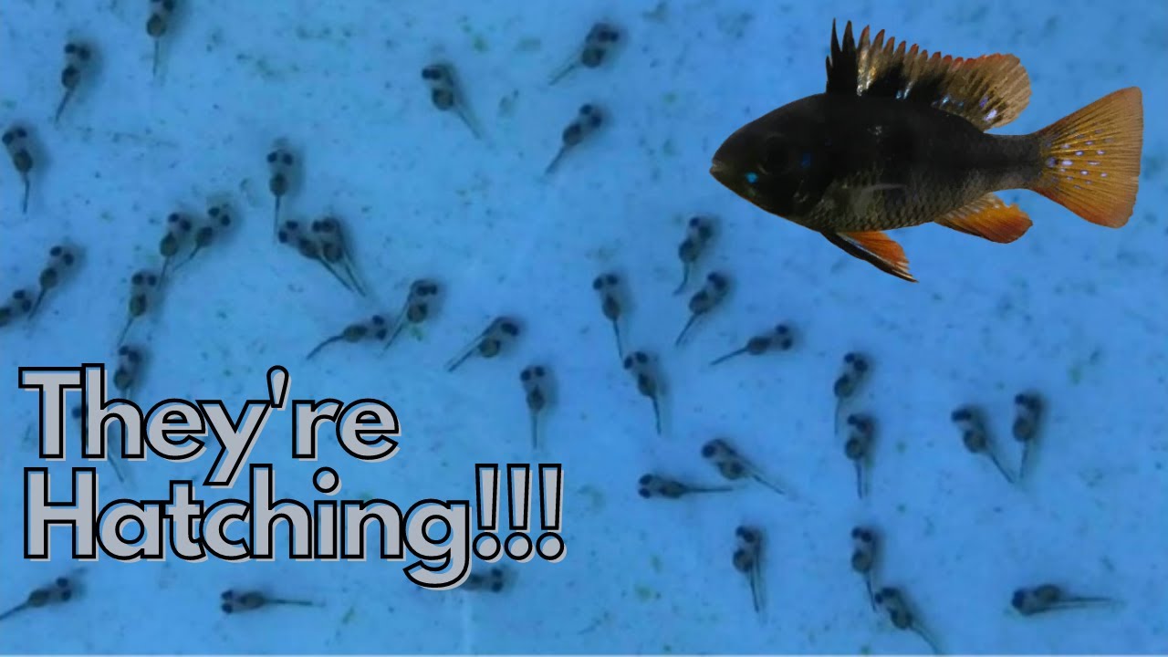 HOW TO: Hatch and Raise German Ram Fry (German Blue, Gold and Black)