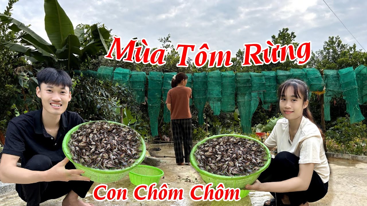 MÙA TÔM RỪNG LẠI ĐẾN | CẢ LÀNG KÉO NHAU VÀO RỪNG BẮT CON CHÔM CHÔM (TÔM ...