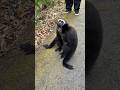 siamang