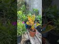 aglonima plant #indoorplants #ytshort #garden #terracegardenindia