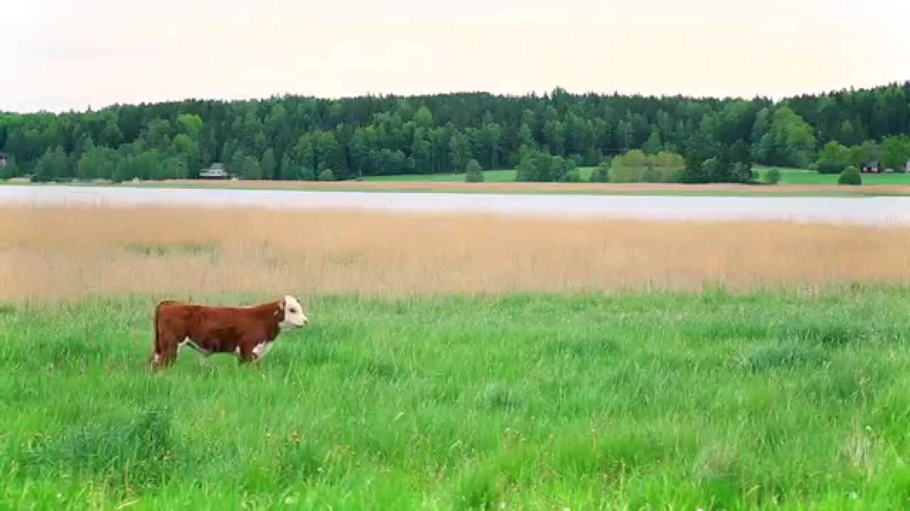 Ammattiopisto Livia - Maatilatalouden opetus