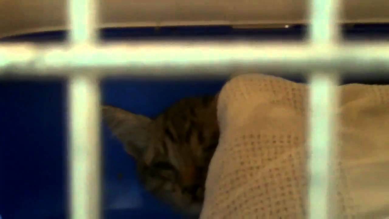 Sick feral nearly blind kitten 1 YouTube