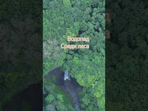 Видео: Широколистни гори: характеристики, топография, растения и животни
