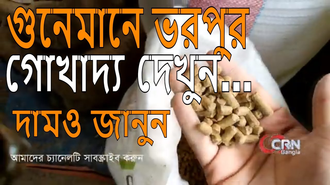 cow farm Iযে খাদ্যগুলো খাওয়ালে দিনে ৩৫-৪০ লিটার দুধ নিশ্চিত। দেখুন গরুর পুষ্টিকর খাবার।