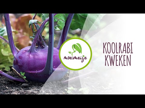 Video: Koolrabi kweken: planten en verzorgen