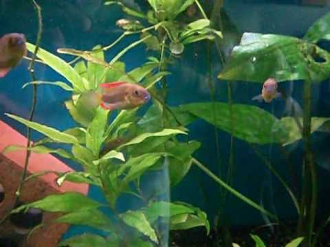 Pseudocrenilabrus multicolor Victoriae