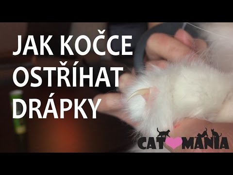 Video: Jak Oříznout Drápy Kočky