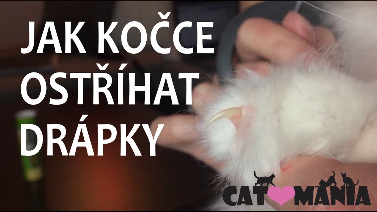 Jak ostříhat kočce drápy // CAT-MANIA #10 - YouTube