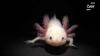 Axolotl - eine Amphibie mit Superkräften