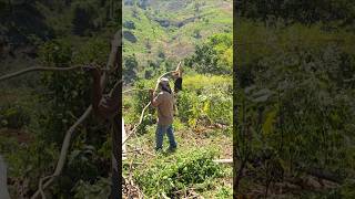 Asi se trabaja en El Salvador 🇸🇻 #campo #elsalvador #usa