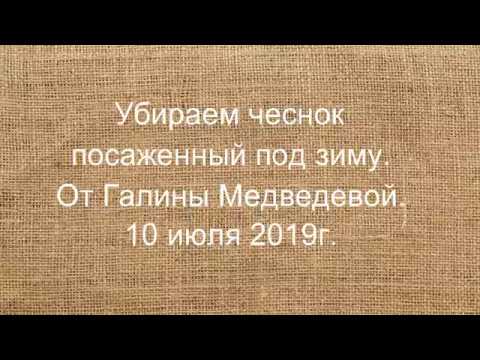 Убираем чеснок посаженный под зиму