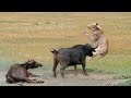 Amazing Buffalo Knock Out Lion To Save Fellows | Lion Hunting Fail