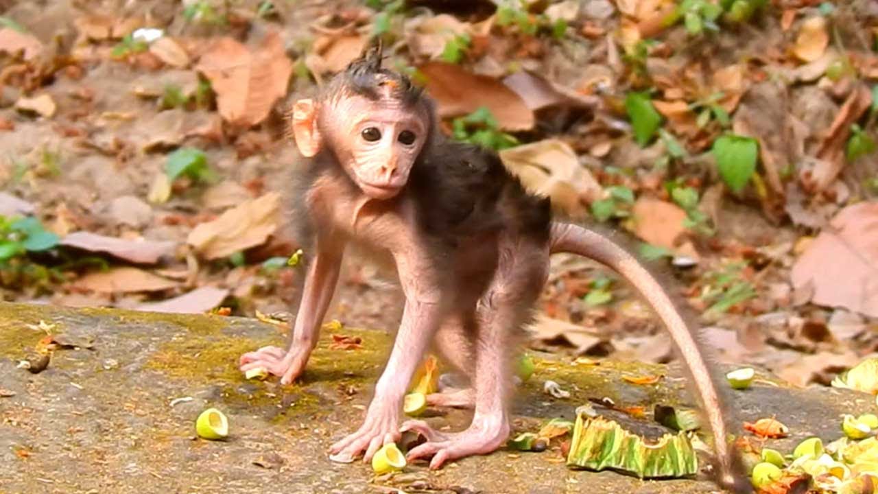 Jinx Carefully Walks With Her Baby While Foraging for Fruit