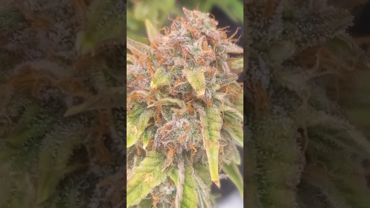 💯% Moonbeam is ready! by Multiverse! 