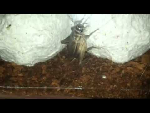 How to breed your own Crickets