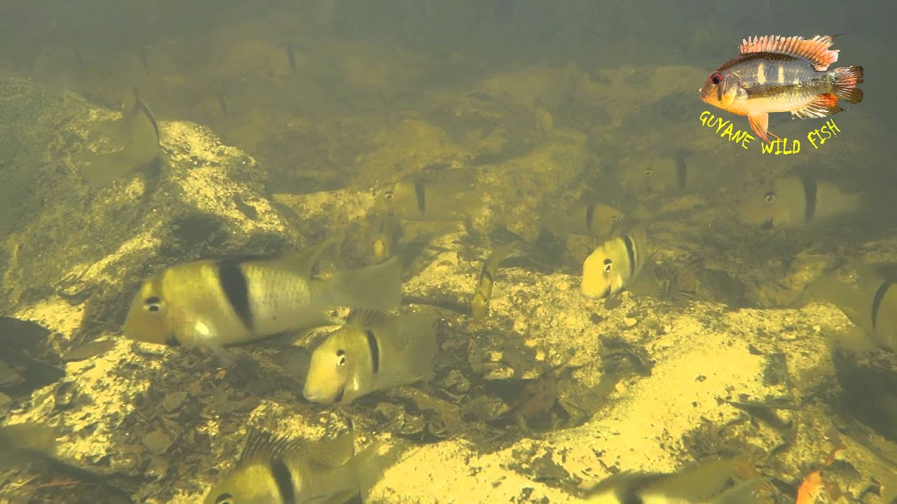 Breeding colony of Guianacara geayi. Oyapock river, French Guiana.