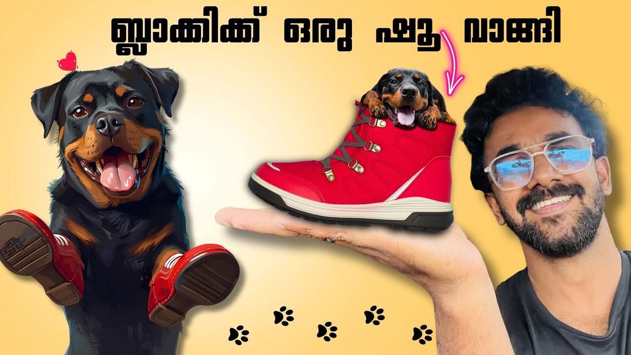 ബ്ലാക്കിക്ക് ആദ്യമായി കിട്ടിയ ഷൂ Gift 🎁 ഇട്ട് നടന്നപ്പോൾ | My Dog First Shoes 👟
