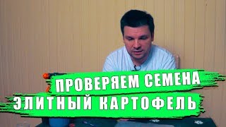 Проверяем семена  картофеля на всхожесть.  Как получить молодой картофель супер супер элита