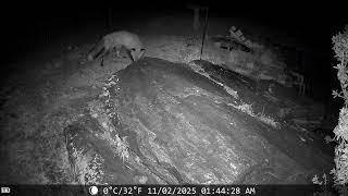 trail cam on the rock dinner plate
Just another trail cam video on the rock dinner plate Nov 2, 2025 trail cam on the rock dinner plate