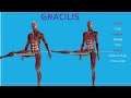 GRACILIS & ADDUCTOR MUSCLES