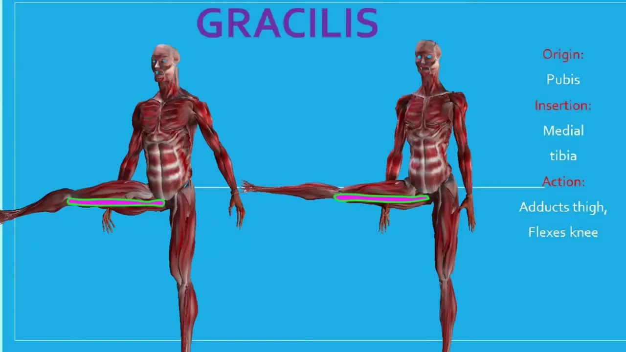 gracilis muscle origin