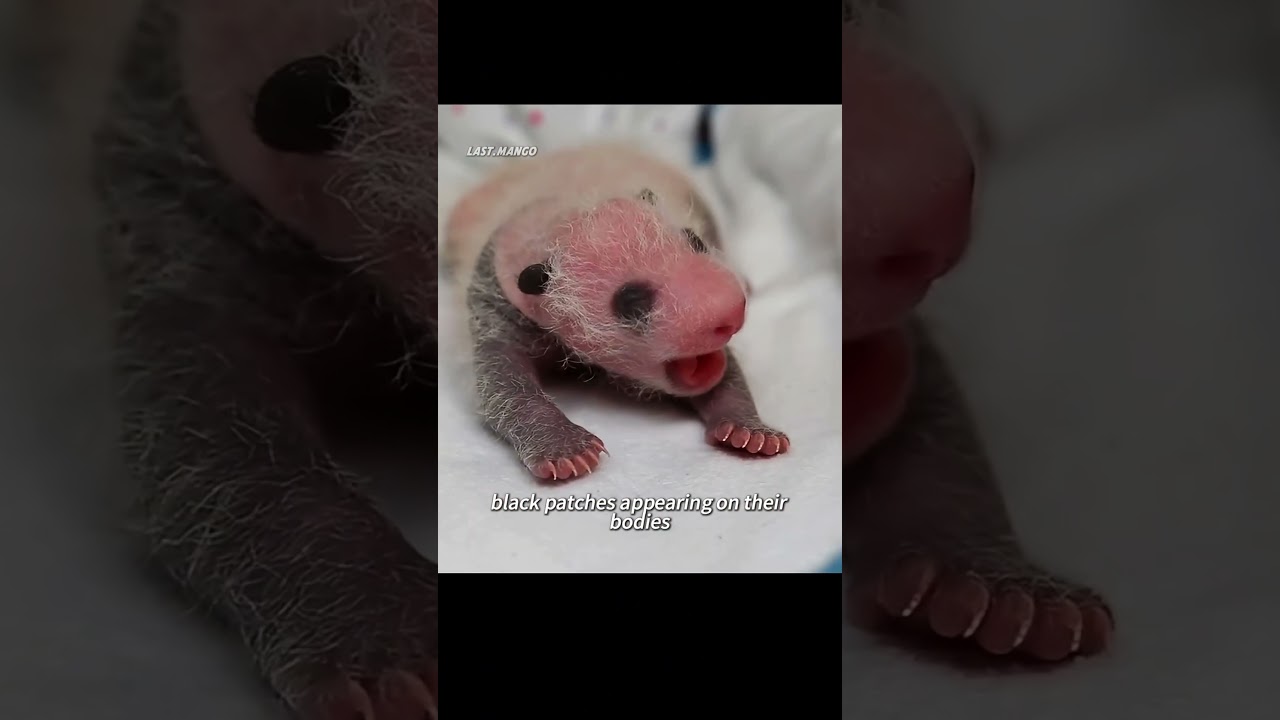 A pregnant panda mother accidentally gave birth to a little mouse! #wildlife