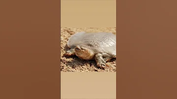 Мягкотелая черепаха 🐢 #биология #егэ #егэ2023 #огэ #shorts #biology