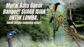Download Lagu Murai Batu Gacor Banget!! SUARA ISIAN UNTUK LOMBA MP3