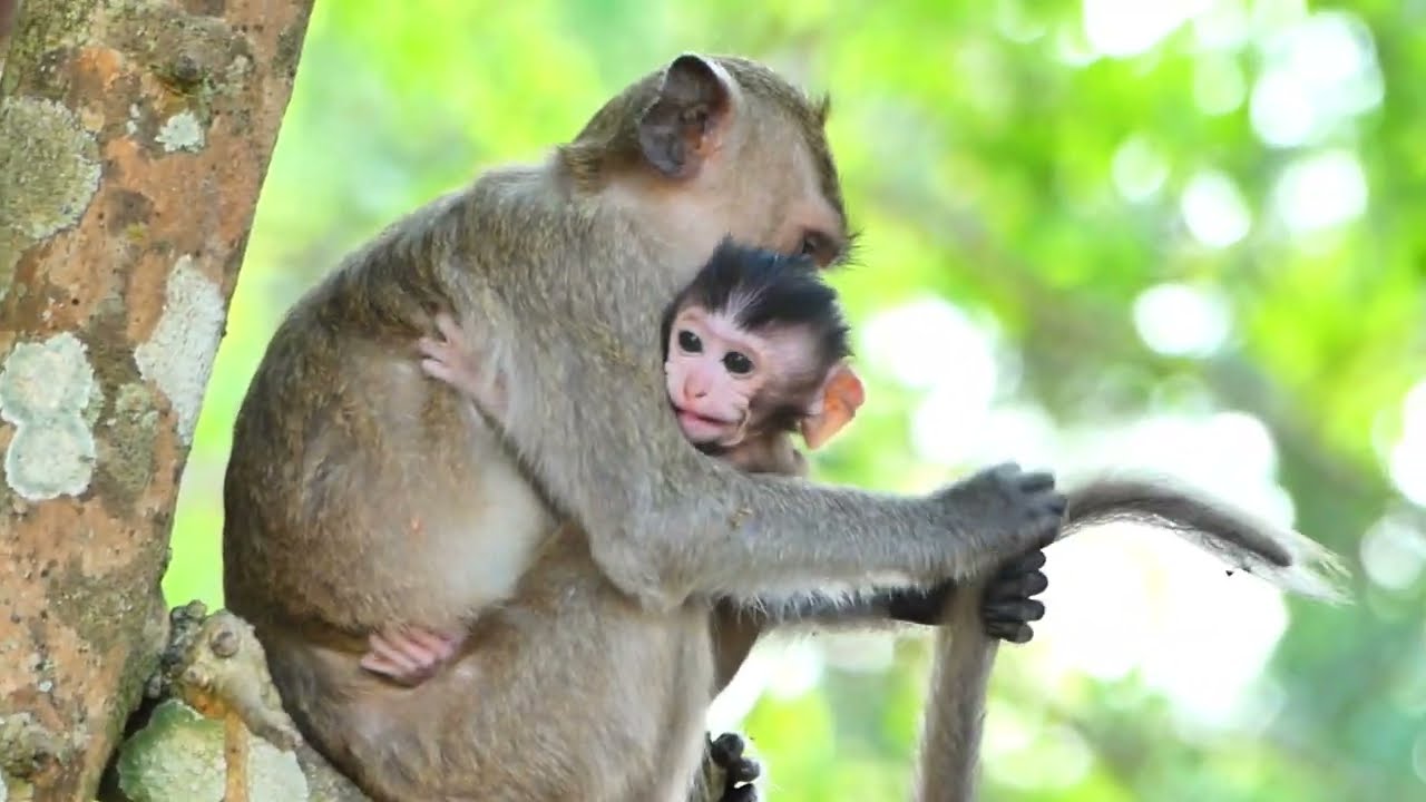 Brita young child always take baby outn from Mom in some day for Them ca do