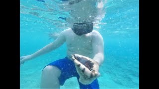 Dylan Finds a Queen Helmet Conch in Grand Turk