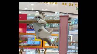 Cat Gymnastics?! Watch This Kitty Master the Bars Like a Pro! 🐱💪