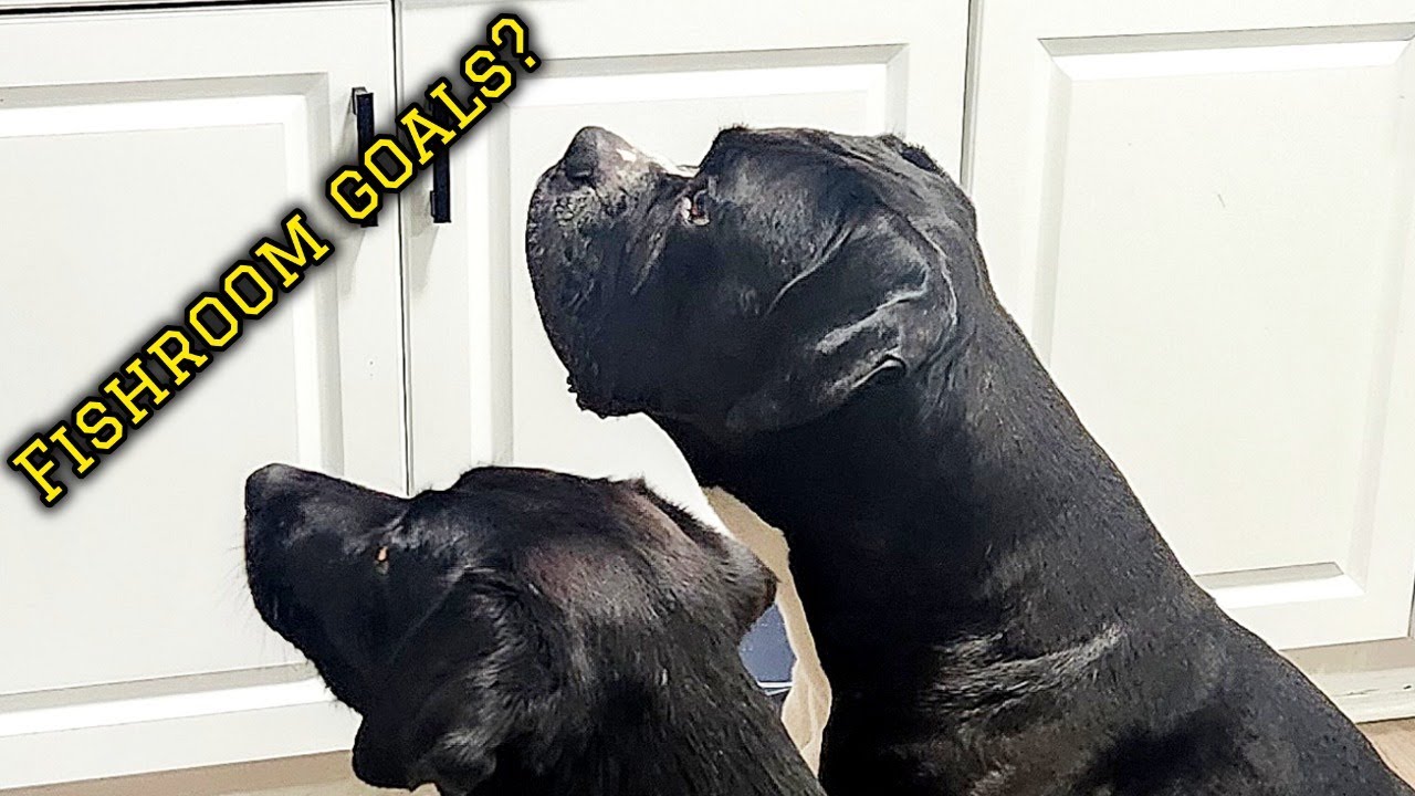 2026 fishroom goals?