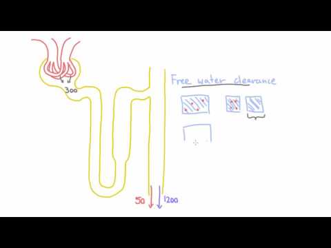 Concept Of Free Water Clearance An Intuitive Understanding