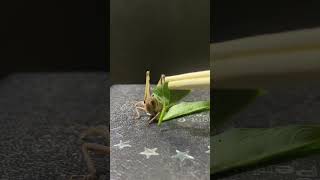 What Do Grasshoppers Eat? 🥬🦗 #InsectDiet #PetTips
