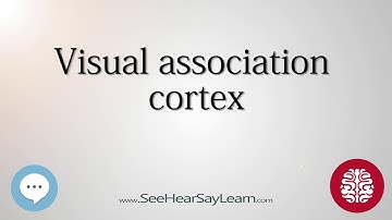 Visual association cortex   Anatomy of the Brain   SeeHearSayLearn 🔊