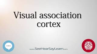 Visual association cortex   Anatomy of the Brain   SeeHearSayLearn 🔊