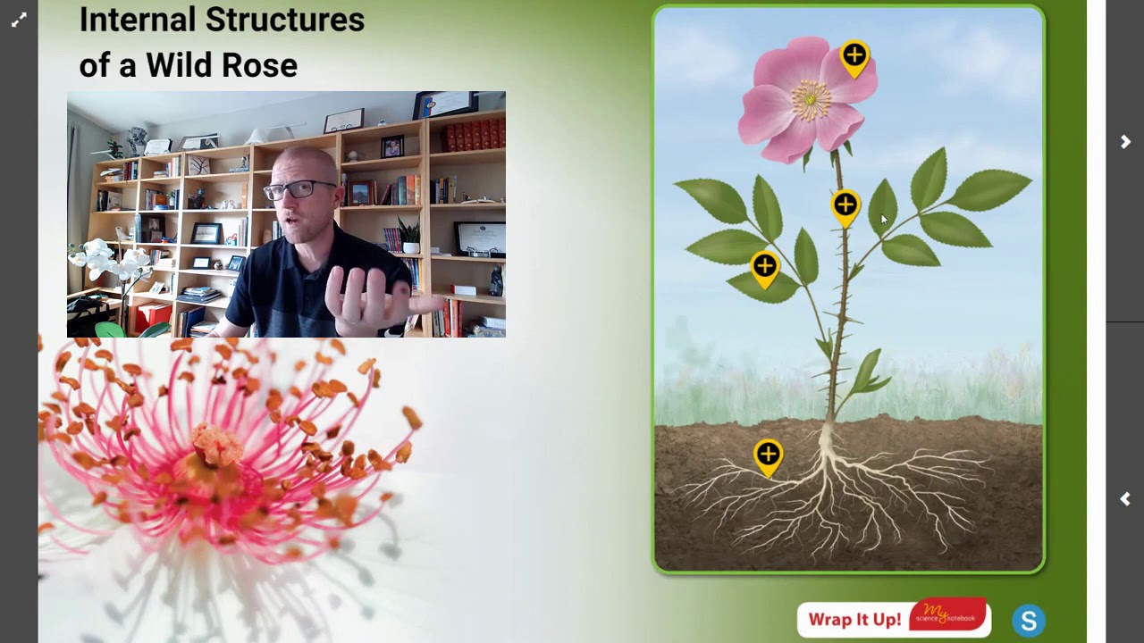 Internal Structures of a Wild Rose YouTube