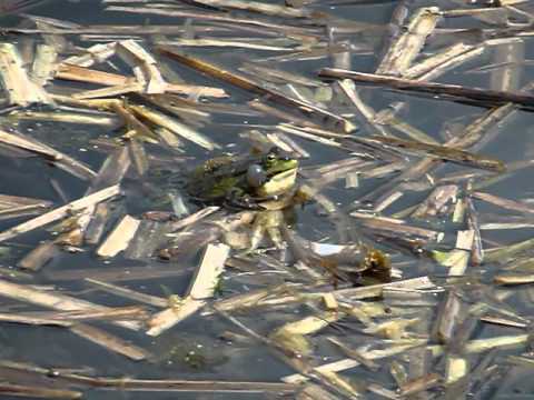 marsh frog