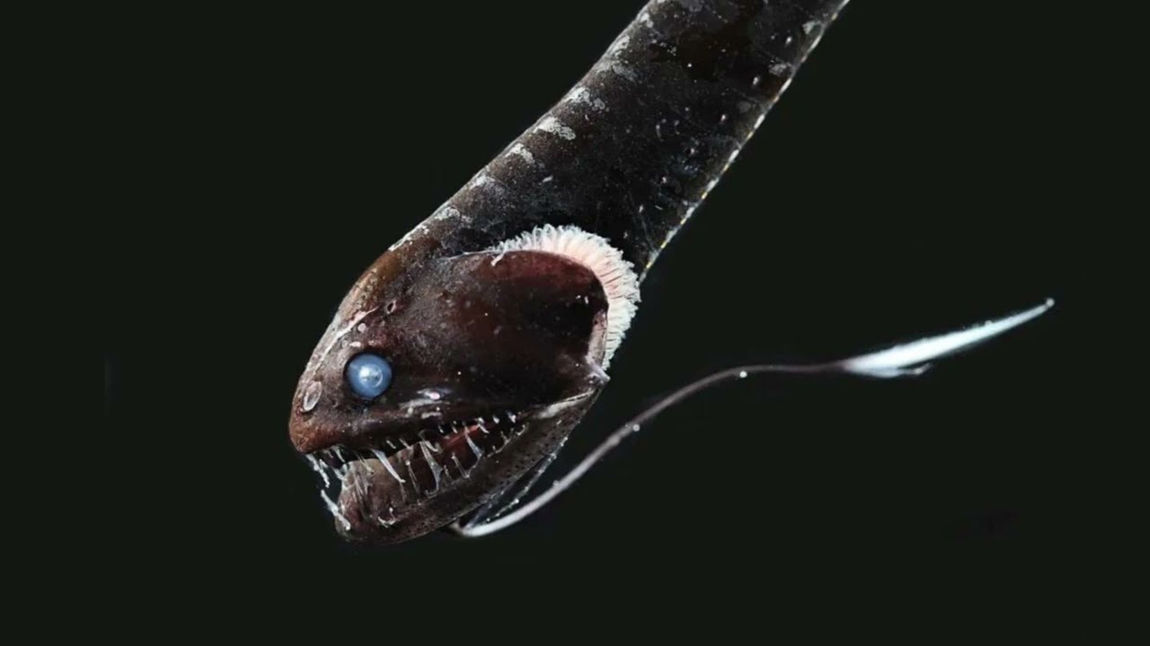 Biologists Discover 16 'Ultra Black' Fish Species That Absorb 99.9% Of Sunlight.