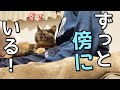 マッマが好き過ぎてずっと傍にいるサビ猫の一日ルーティン|元野良猫