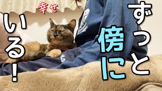 マッマが好き過ぎてずっと傍にいるサビ猫の一日ルーティン元野良猫