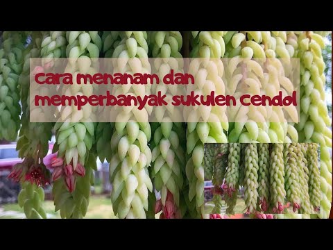 cara menanam dan perbanyak sukulen cendol, ekor keledai, burro's tail