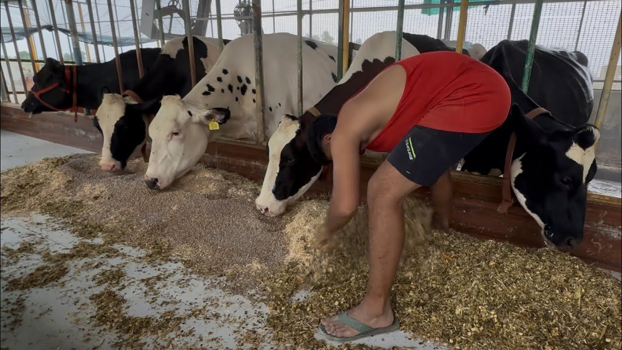 23 August 2025 feeding video with Durgesh Dhanda 